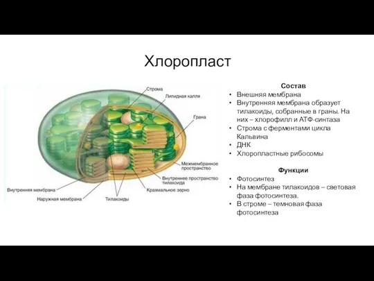 Хлоропласт Состав Внешняя мембрана Внутренняя мембрана образует тилакоиды, собранные в граны. На