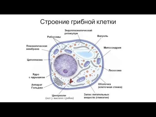 Строение грибной клетки (нет у высших грибов)