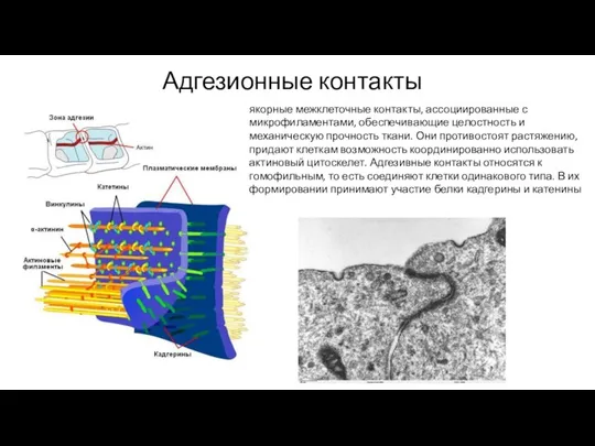 Адгезионные контакты якорные межклеточные контакты, ассоциированные с микрофиламентами, обеспечивающие целостность и механическую