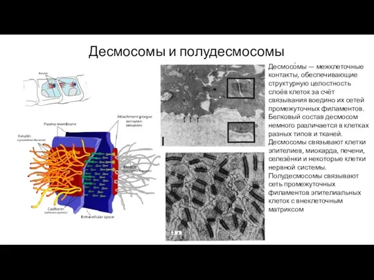 Десмосомы и полудесмосомы Десмосо́мы — межклеточные контакты, обеспечивающие структурную целостность слоёв клеток