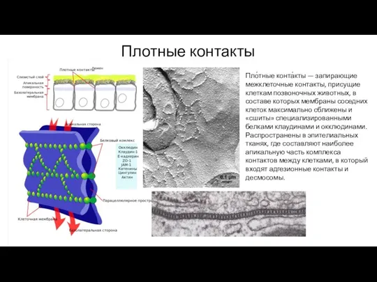 Плотные контакты Пло́тные конта́кты — запирающие межклеточные контакты, присущие клеткам позвоночных животных,