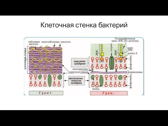 Клеточная стенка бактерий