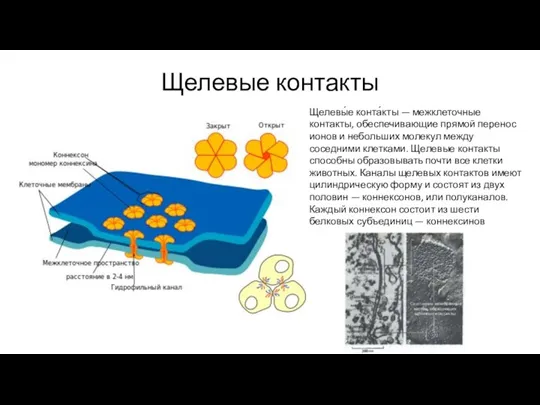 Щелевые контакты Щелевы́е конта́кты — межклеточные контакты, обеспечивающие прямой перенос ионов и