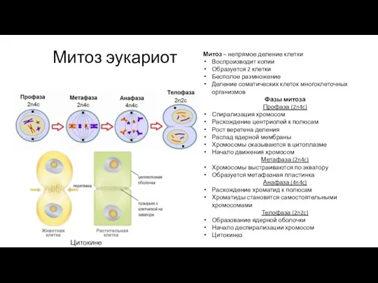 Митоз эукариот Митоз – непрямое деление клетки Воспроизводит копии Образуется 2 клетки