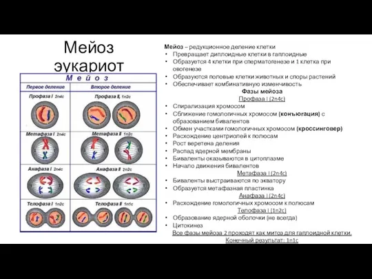 Мейоз эукариот Мейоз – редукционное деление клетки Превращает диплоидные клетки в гаплоидные