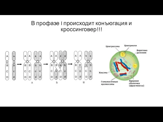 В профазе I происходит конъюгация и кроссинговер!!!