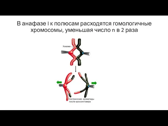 В анафазе I к полюсам расходятся гомологичные хромосомы, уменьшая число n в 2 раза