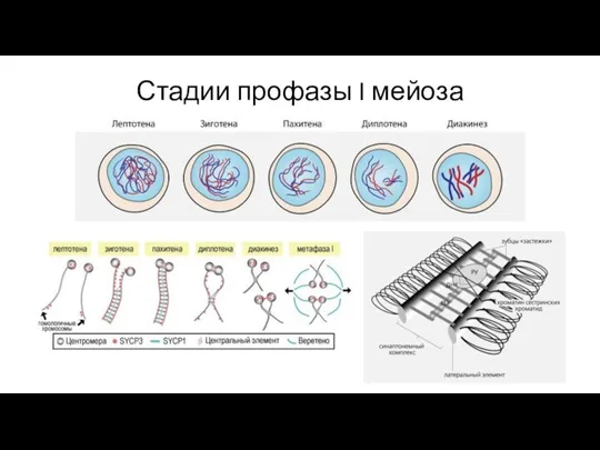 Стадии профазы I мейоза