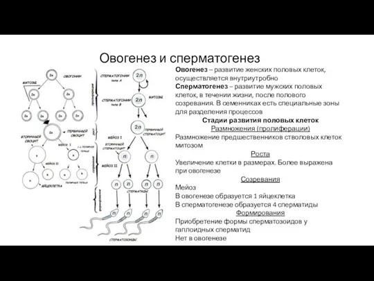 Овогенез и сперматогенез Овогенез – развитие женских половых клеток, осуществляется внутриутробно Сперматогенез