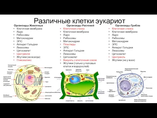 Различные клетки эукариот Органоиды Животных Клеточная мембрана Ядро Рибосомы Митохондрии ЭПС Аппарат