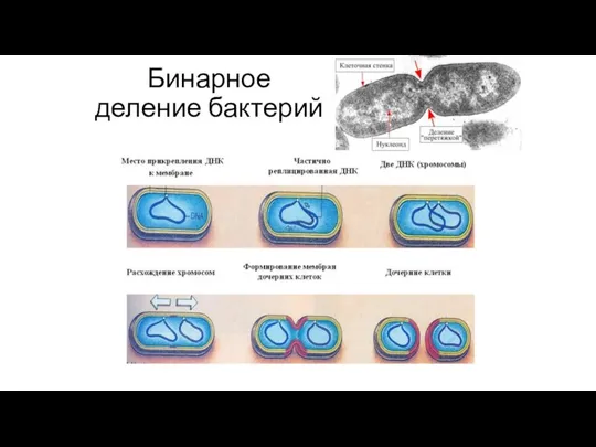 Бинарное деление бактерий