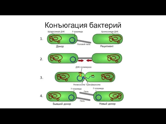 Конъюгация бактерий