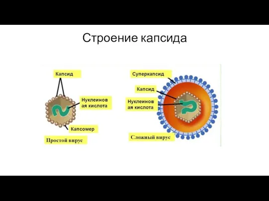 Строение капсида