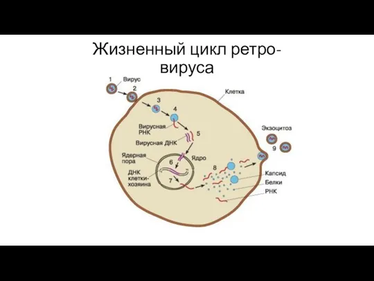 Жизненный цикл ретро-вируса