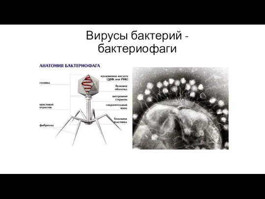 Вирусы бактерий - бактериофаги