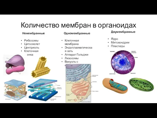 Количество мембран в органоидах Немембранные Рибосомы Цитоскелет Центриоль Клеточная стенка Одномембранные Клеточная