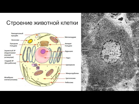 Строение животной клетки