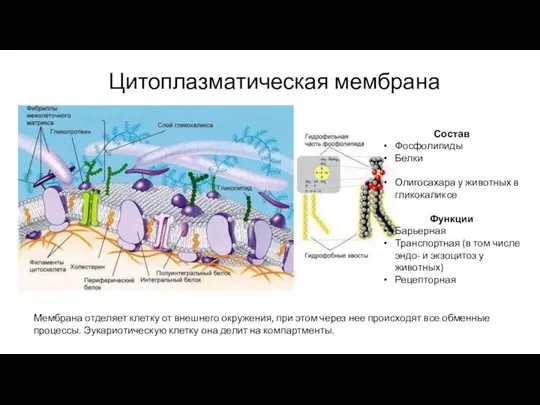 Цитоплазматическая мембрана Мембрана отделяет клетку от внешнего окружения, при этом через нее