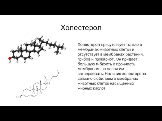 Холестерол Холестерол присутствует только в мембранах животных клеток и отсутствует в мембранах