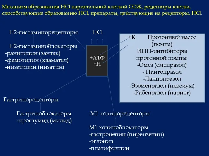 Механизм образования HCl париетальной клеткой СОЖ, рецепторы клетки, способствующие образованию HCl, препараты,
