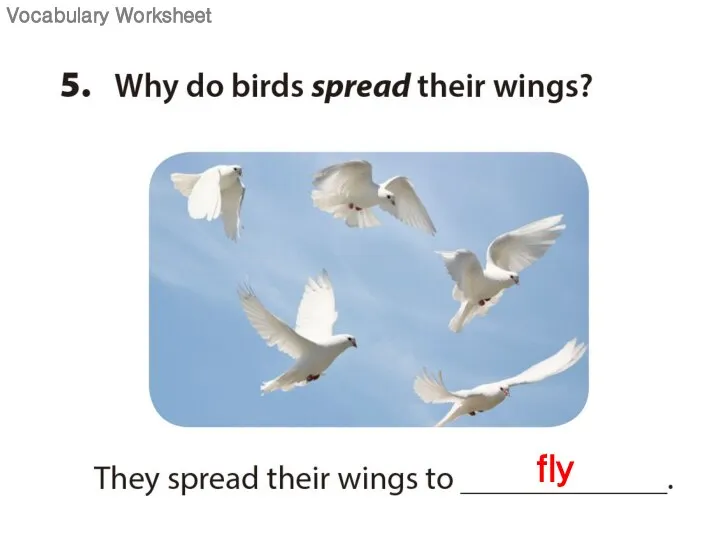 fly Vocabulary Worksheet