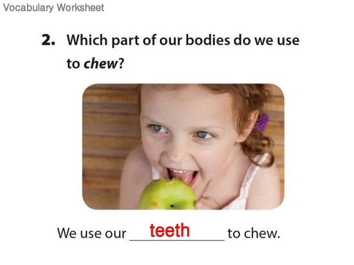 teeth Vocabulary Worksheet