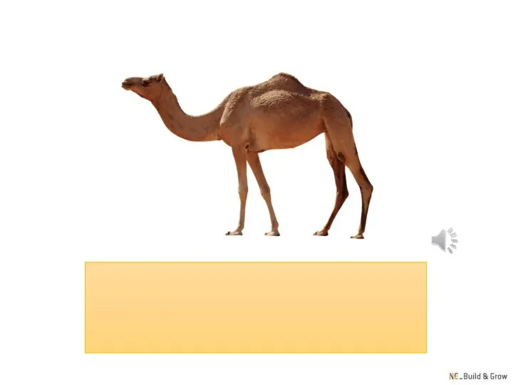 camel