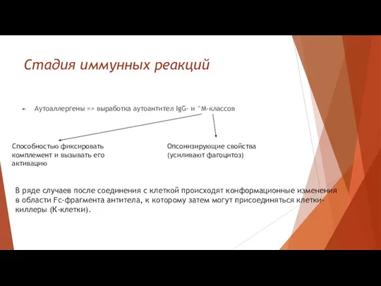 Стадия иммунных реакций Аутоаллергены => выработка аутоантител IgG- и ^М-классов Способностью фиксировать