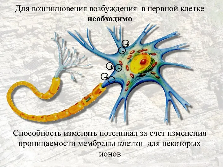 Для возникновения возбуждения в нервной клетке необходимо Способность изменять потенциал за счет