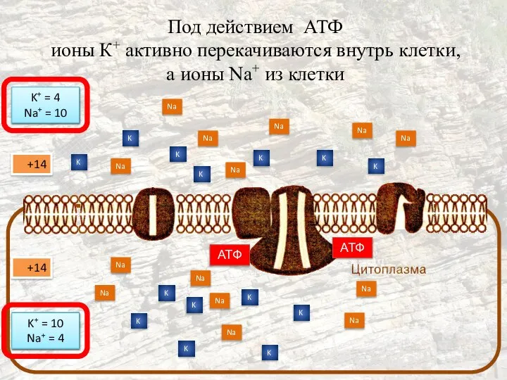 Под действием АТФ ионы К+ активно перекачиваются внутрь клетки, а ионы Na+