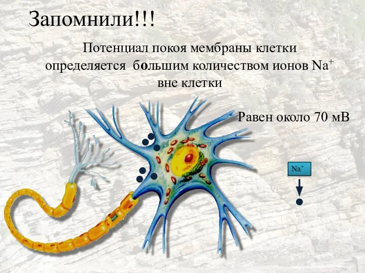 Запомнили!!! Потенциал покоя мембраны клетки определяется большим количеством ионов Na+ вне клетки