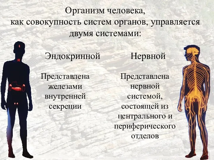 Организм человека, как совокупность систем органов, управляется двумя системами: Эндокринной Нервной Представлена