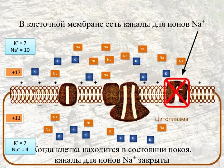 В клеточной мембране есть каналы для ионов Na+ Когда клетка находится в