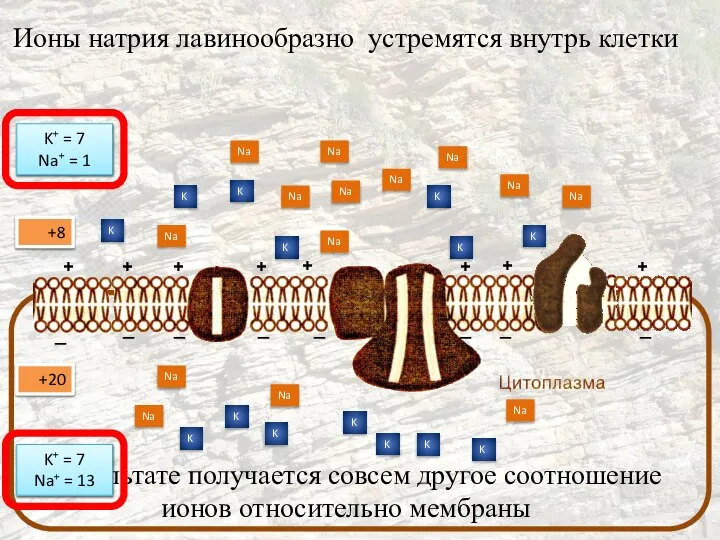 Ионы натрия лавинообразно устремятся внутрь клетки В результате получается совсем другое соотношение