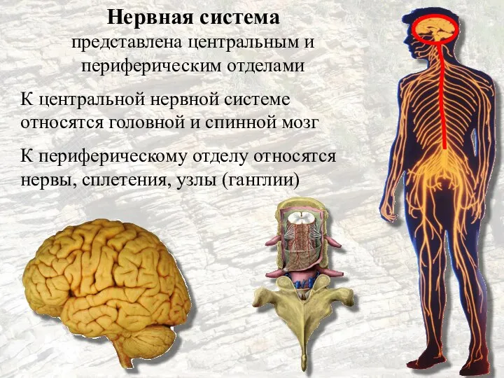 Нервная система представлена центральным и периферическим отделами К центральной нервной системе относятся
