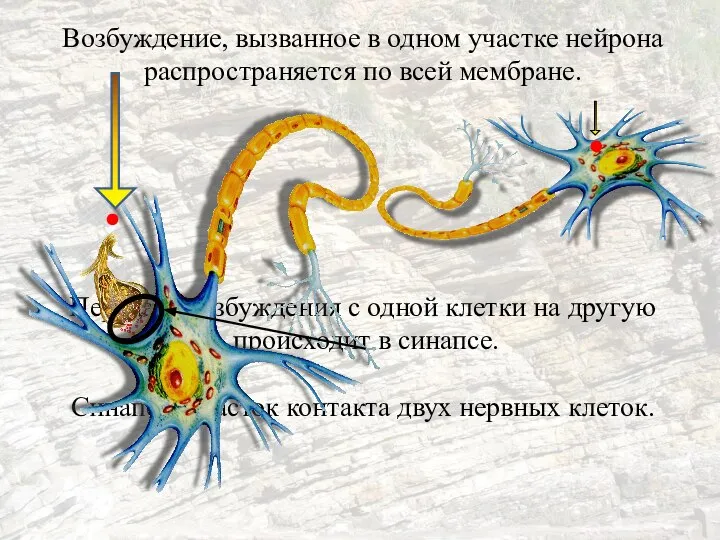 Возбуждение, вызванное в одном участке нейрона распространяется по всей мембране. Передача возбуждения