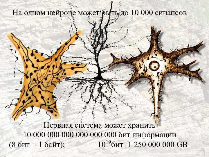 На одном нейроне может быть до 10 000 синапсов Нервная система может