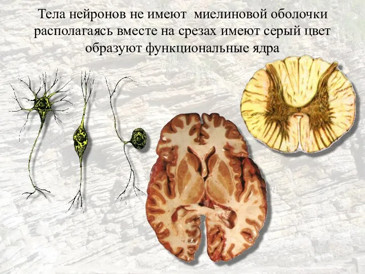 Тела нейронов не имеют миелиновой оболочки располагаясь вместе на срезах имеют серый цвет образуют функциональные ядра