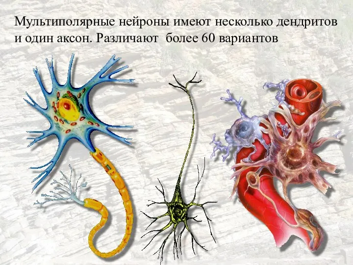 Мультиполярные нейроны имеют несколько дендритов и один аксон. Различают более 60 вариантов