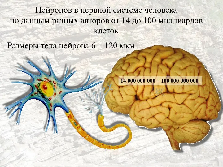 Нейронов в нервной системе человека по данным разных авторов от 14 до