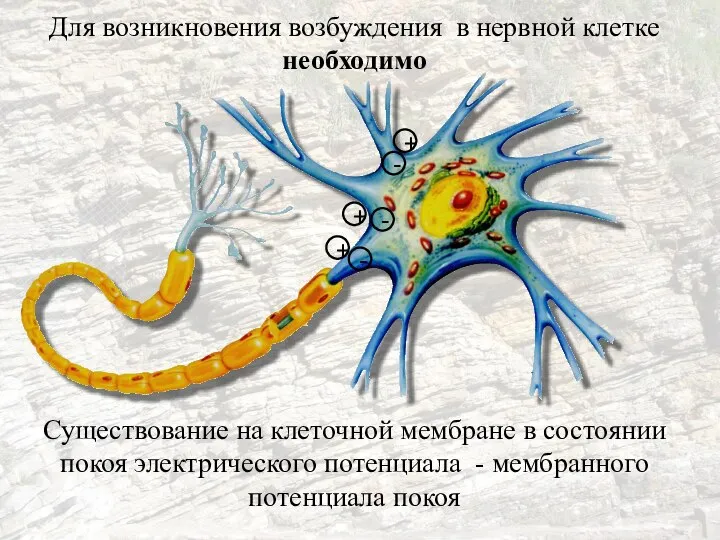 Для возникновения возбуждения в нервной клетке необходимо Существование на клеточной мембране в