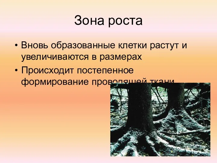 Зона роста Вновь образованные клетки растут и увеличиваются в размерах Происходит постепенное формирование проводящей ткани