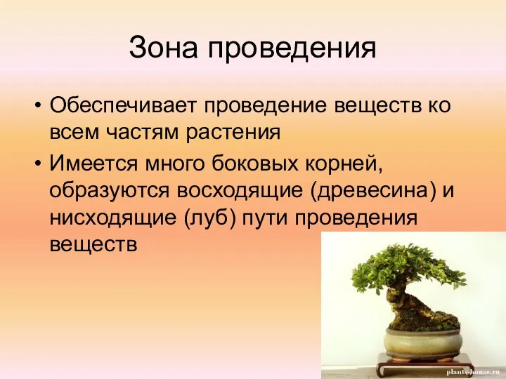 Зона проведения Обеспечивает проведение веществ ко всем частям растения Имеется много боковых