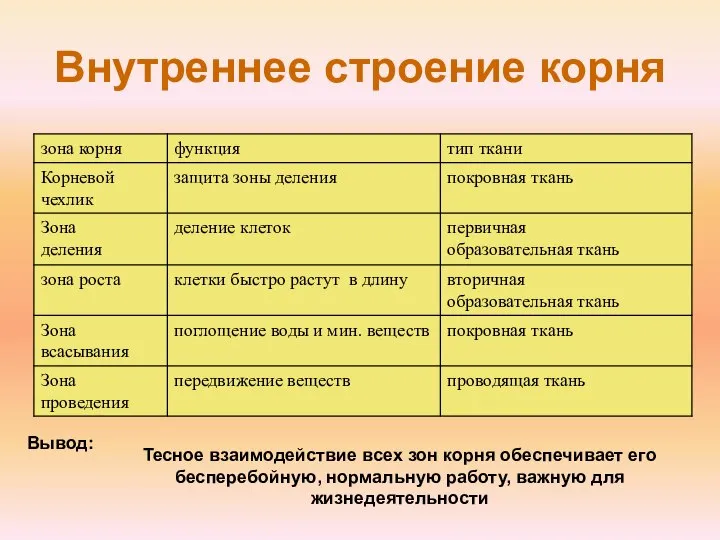 Внутреннее строение корня Тесное взаимодействие всех зон корня обеспечивает его бесперебойную, нормальную