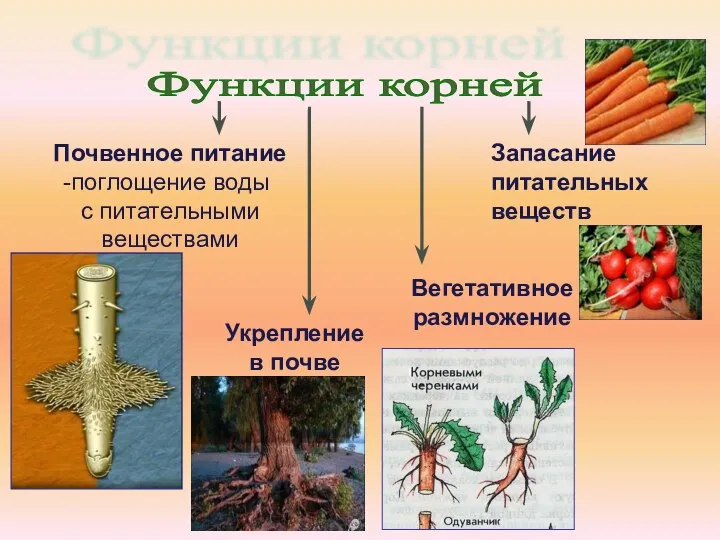 Функции корней Почвенное питание поглощение воды с питательными веществами Укрепление в почве