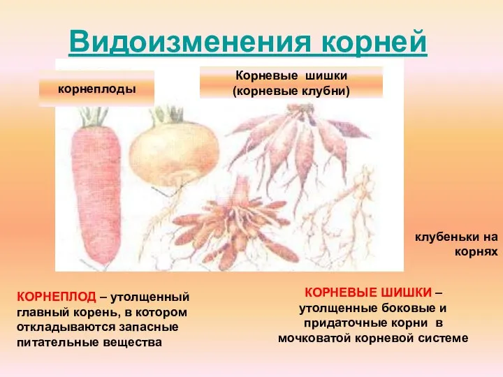 Видоизменения корней корнеплоды Корневые шишки (корневые клубни) клубеньки на корнях КОРНЕПЛОД –