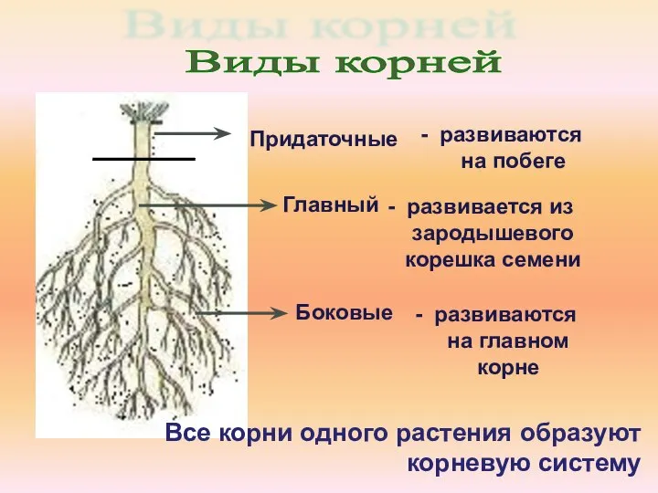 Главный - развивается из зародышевого корешка семени Боковые - развиваются на главном