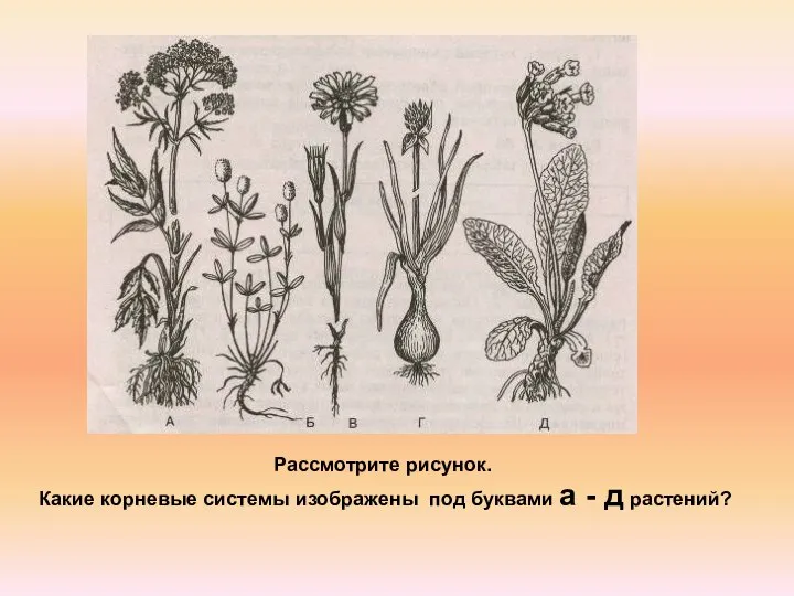 Рассмотрите рисунок. Какие корневые системы изображены под буквами а - д растений?