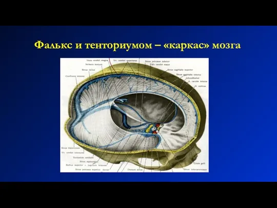 Фалькс и тенториумом – «каркас» мозга