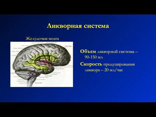 Ликворная система Желудочки мозга Объем ликворной системы – 90-150 мл Скорость продуцирования ликвора – 20 мл/час